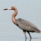 Reddish Egret