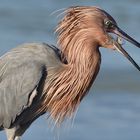 Reddish Egret mit Beute