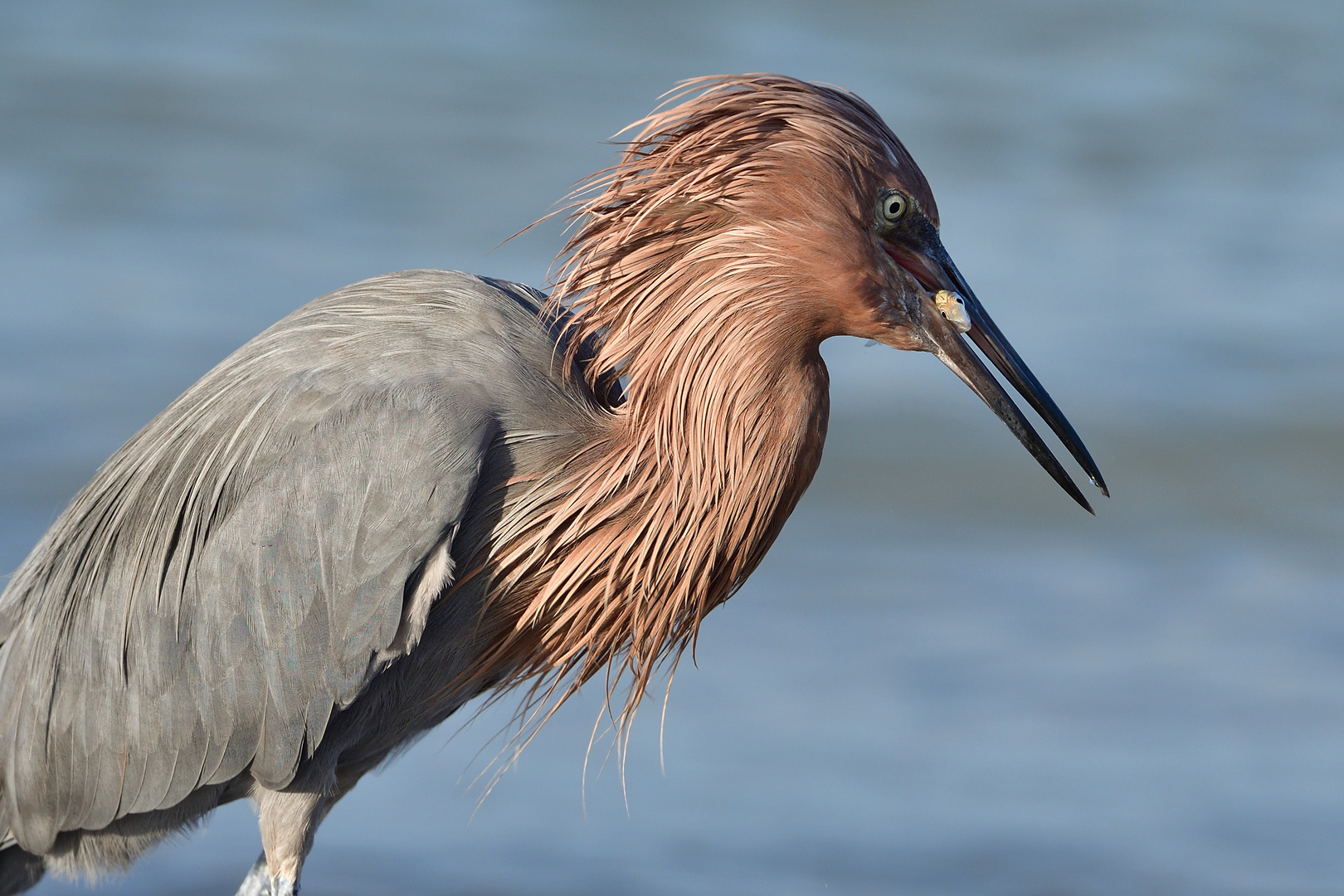 Reddish Egret mit Beute