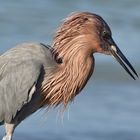 Reddish Egret mit Beute