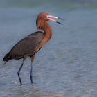 Reddish Heron