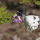 Rededa-Weißling (Pontia edusa), Weibchen