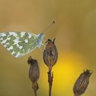 Rededaweißling (Pontia edusa)