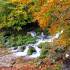 "Redes en Otoño"