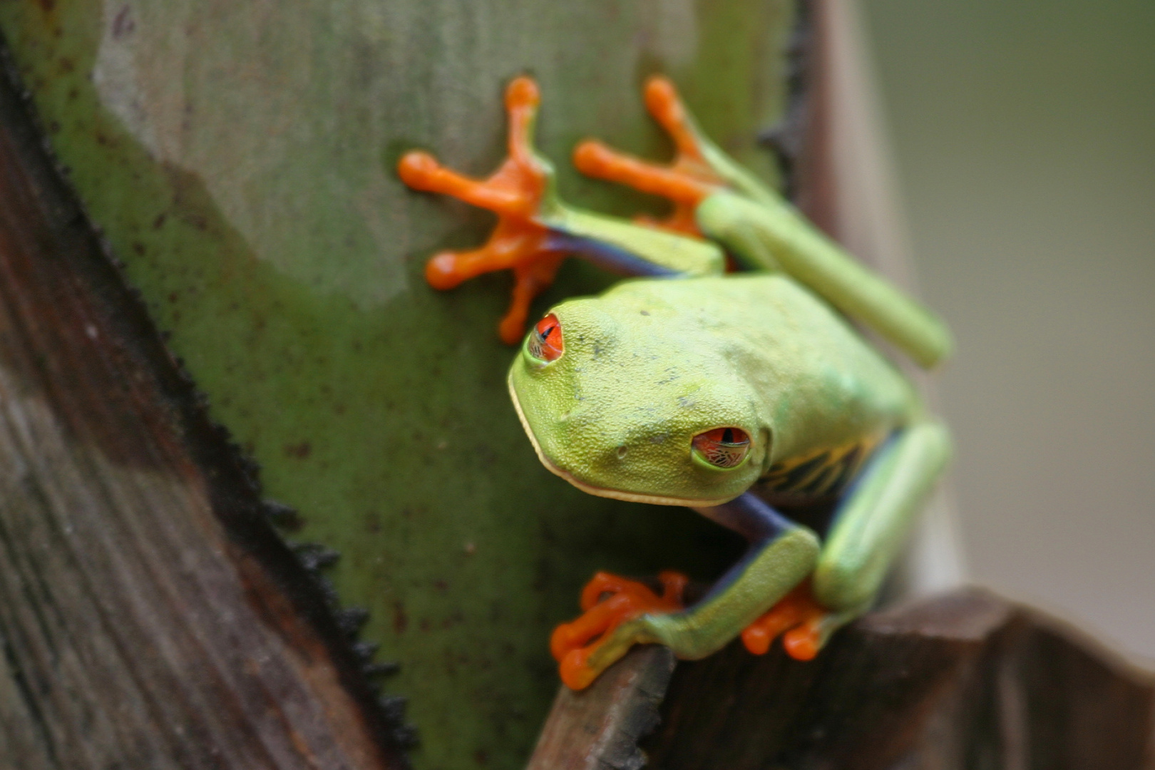 Redeye-Treefrog (Agalychnis callidryas)