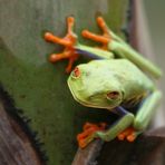 Redeye-Treefrog (Agalychnis callidryas)