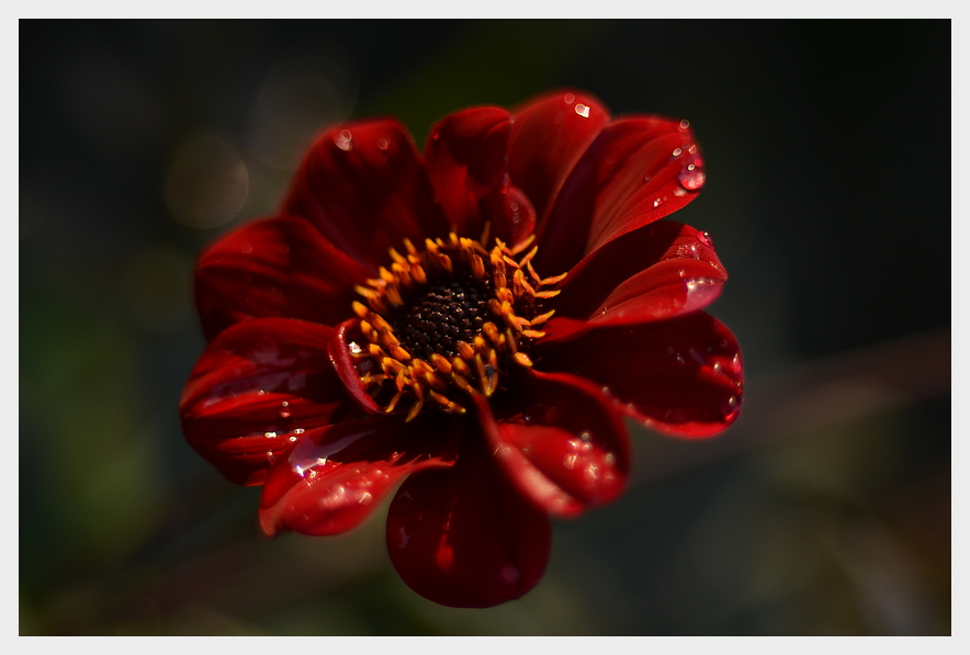 *red.flower*