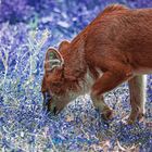 RedFox