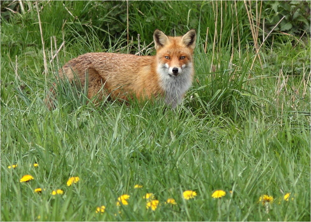 Redfox