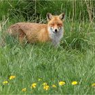 Redfox