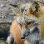 Redfox