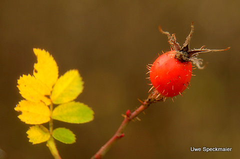 RedGreen