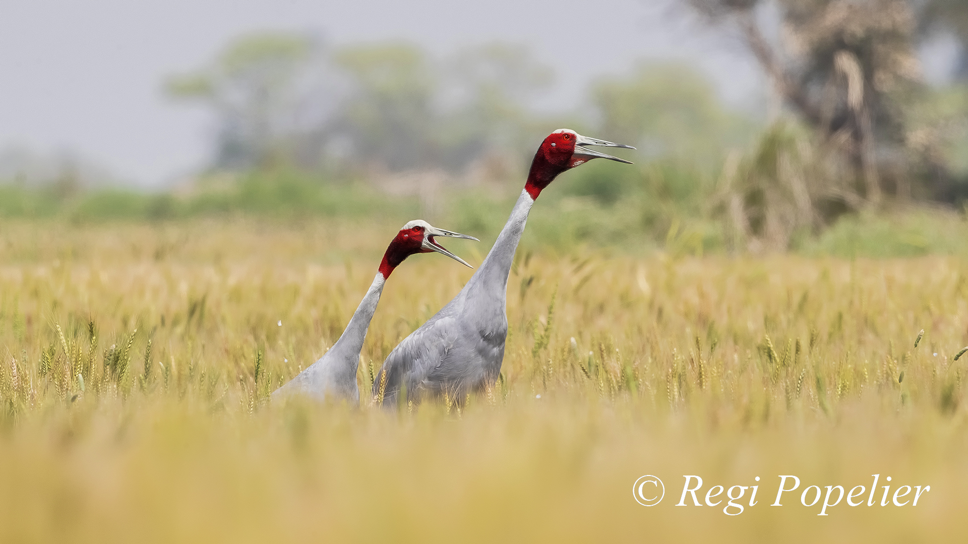 Redheads in crops of wheat germ