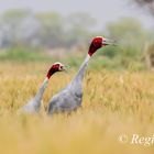 Redheads in crops of wheat germ