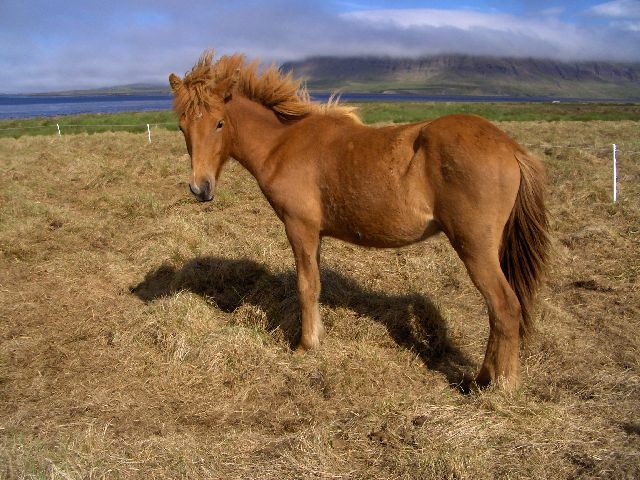 Redish icelandic horse