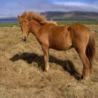 Redish icelandic horse