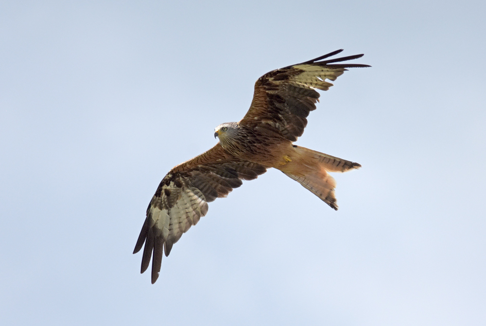 Redkite