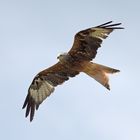 Redkite