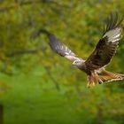 Redkite