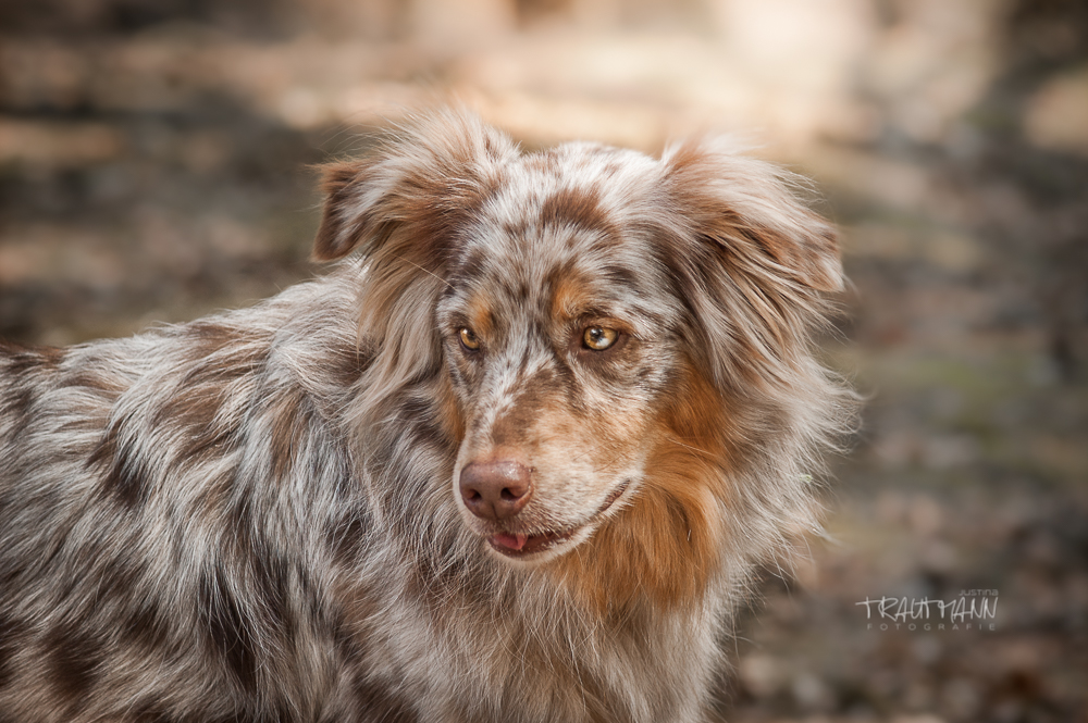 Redmerle Aussie