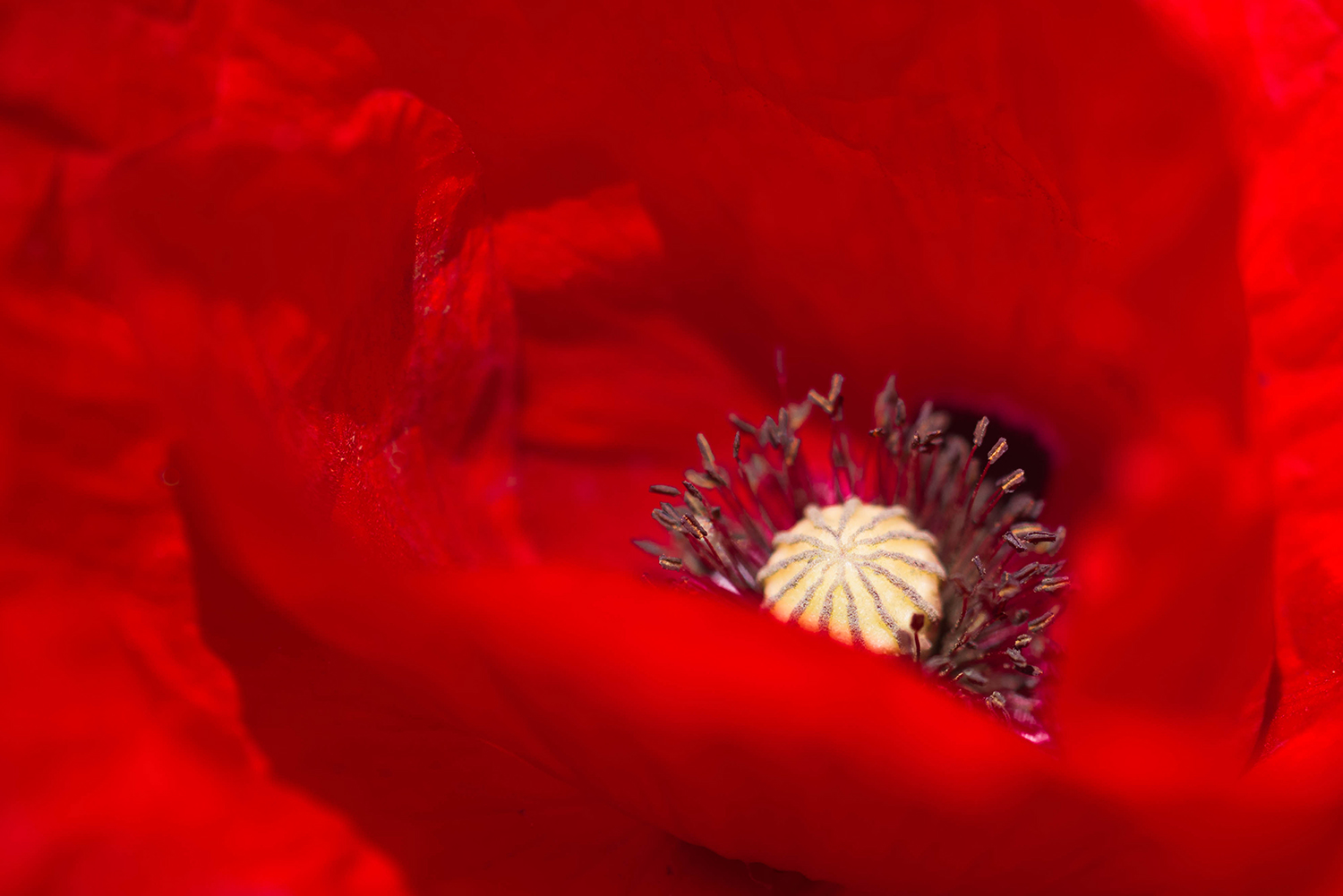 RedMohn