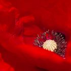 RedMohn