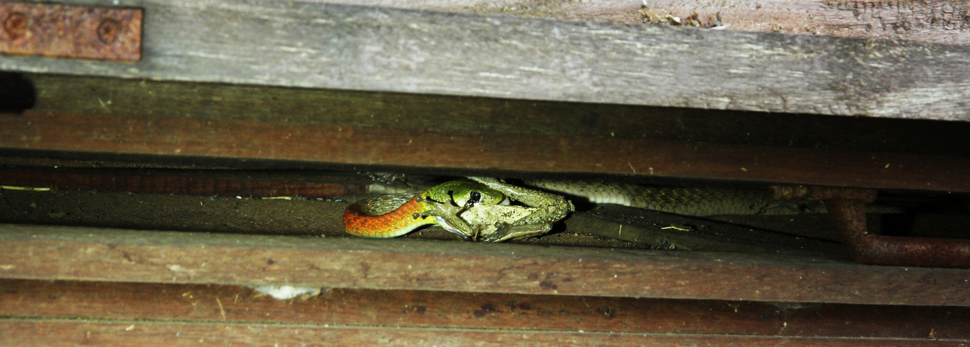 Redneck Keelback having lunch in Cambodia