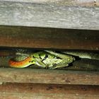 Redneck Keelback having lunch in Cambodia