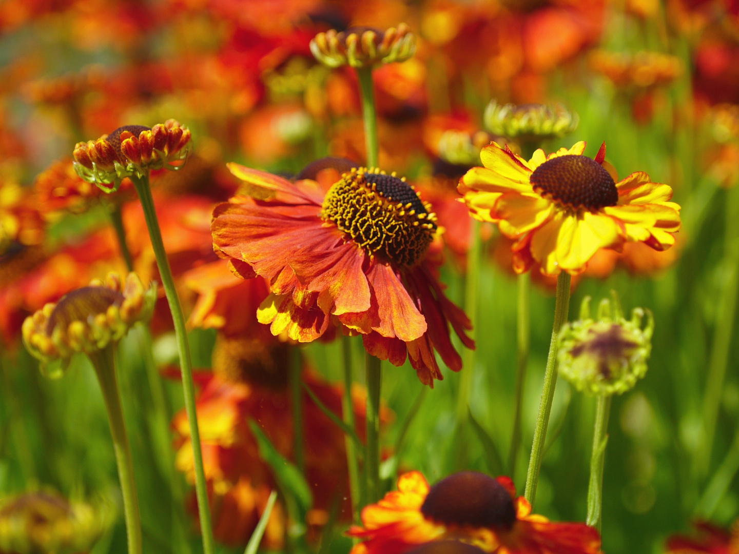 Red&orange