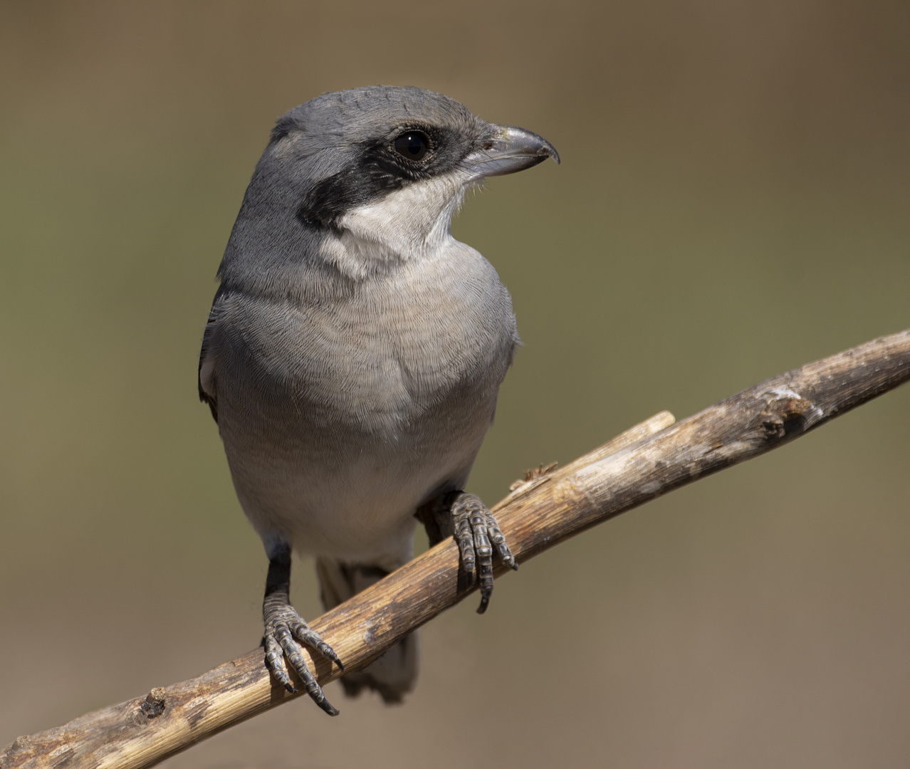 Redoutable petite chasseresse (Lanius excubitor, pie grièche grise)