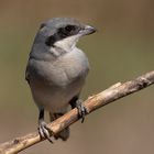 Redoutable petite chasseresse (Lanius excubitor, pie grièche grise)