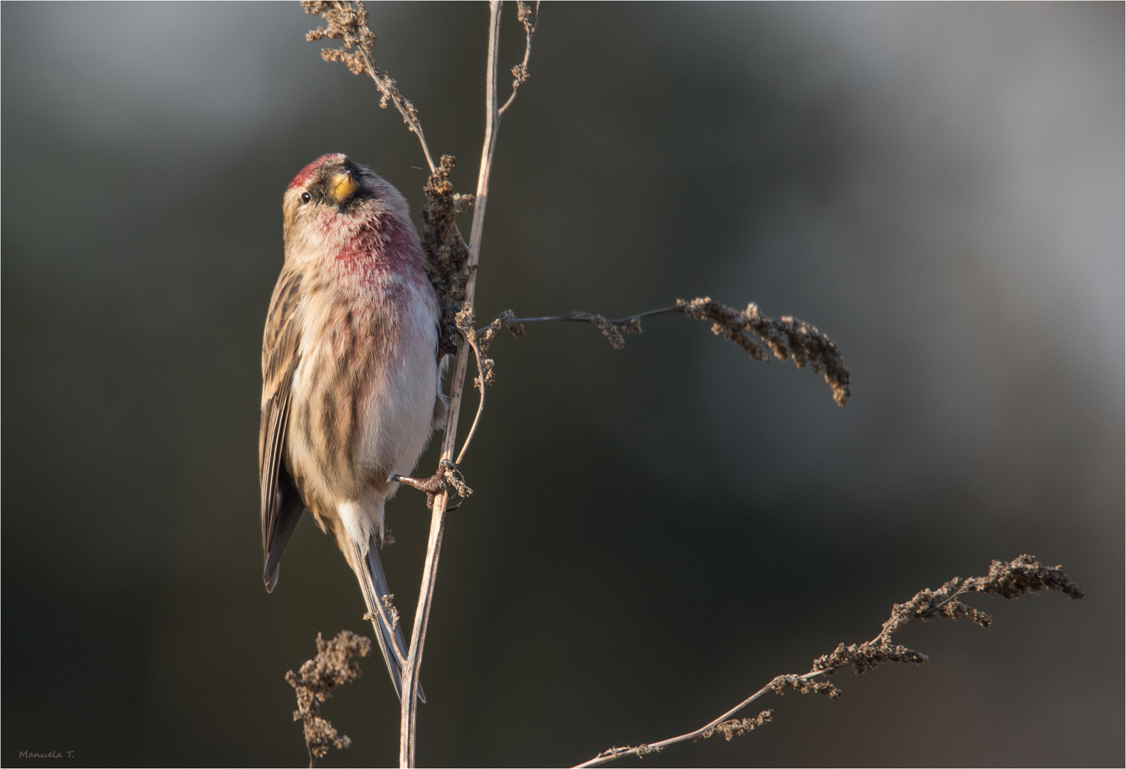 Redpoll