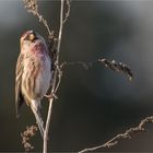 Redpoll