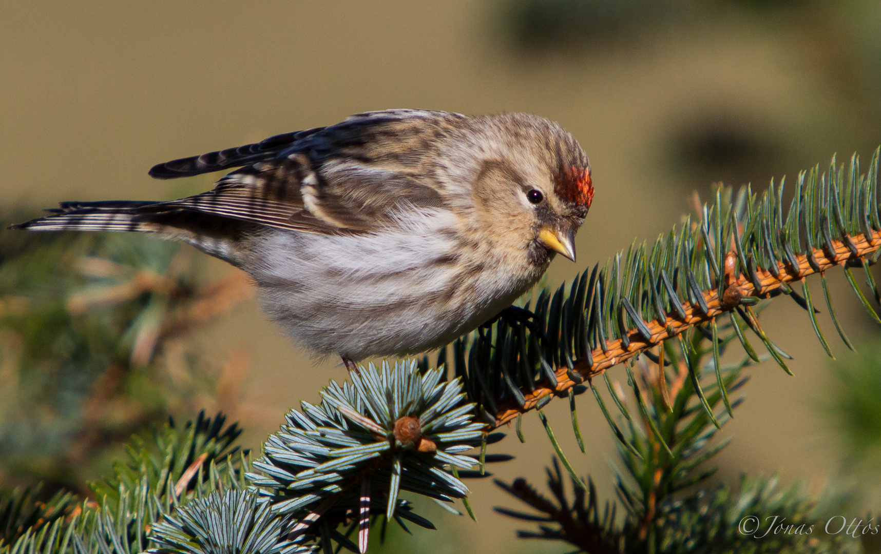 Redpoll on Green