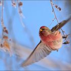 redpoll(Acanthis flammea)