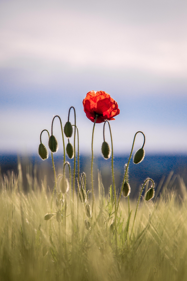 Red.Poppy.