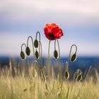 Red.Poppy.