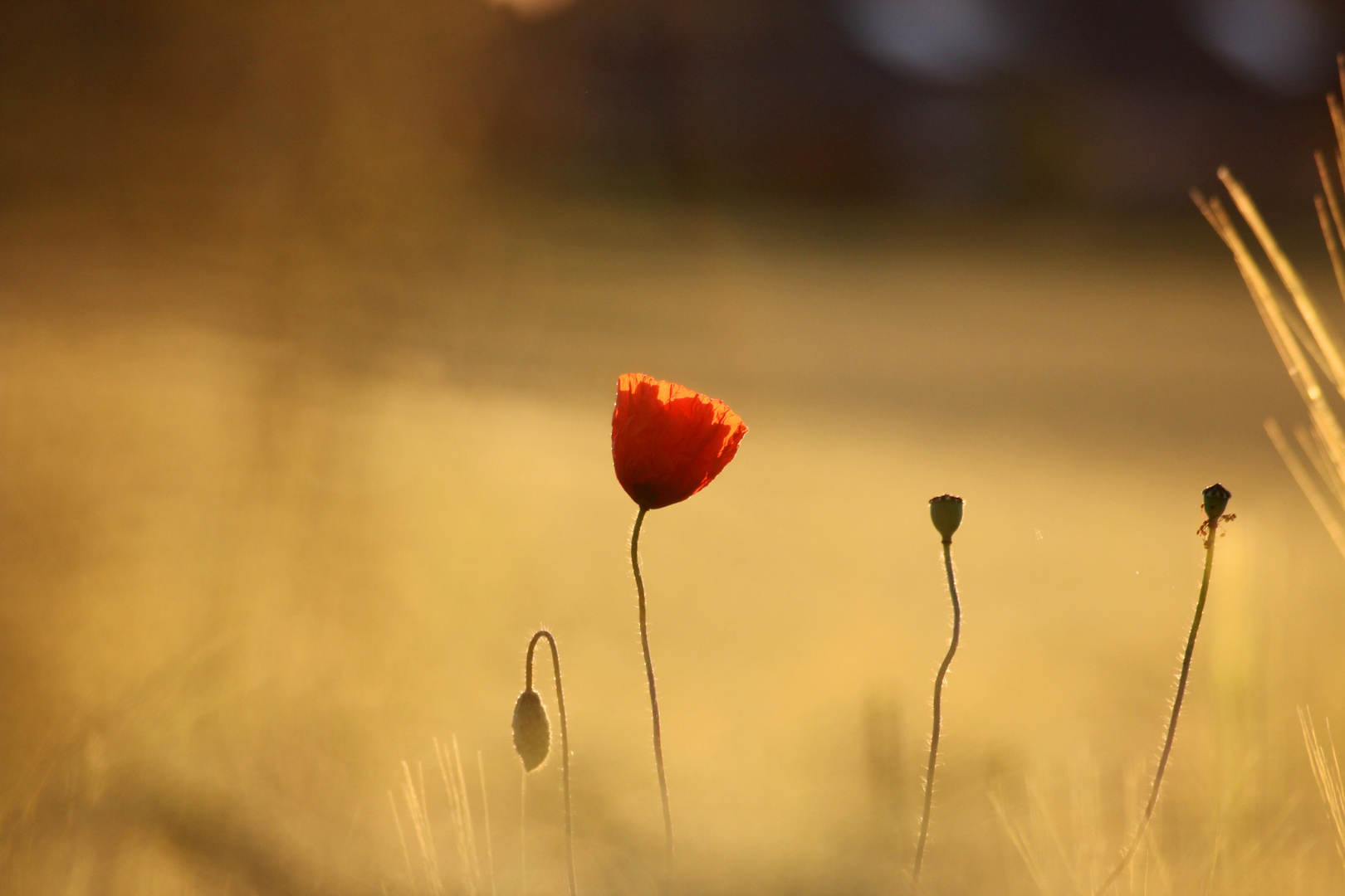 Red.poppy.