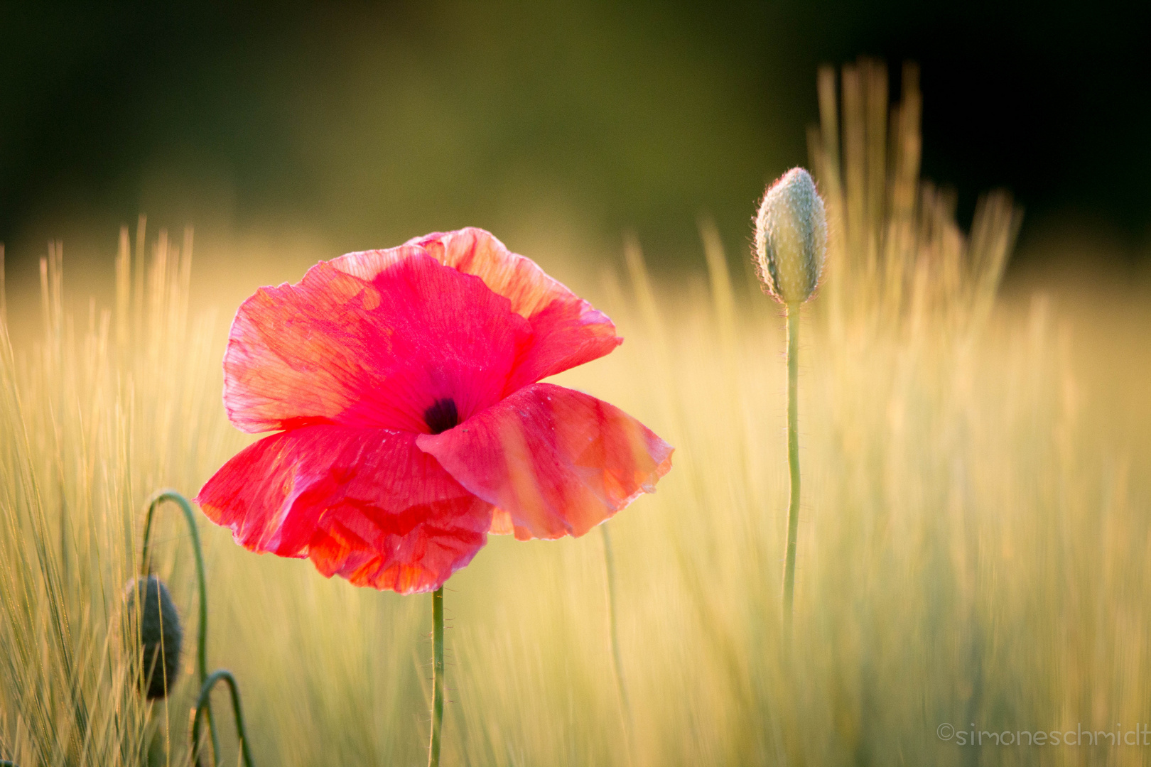 Red.poppy.again.