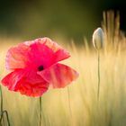 Red.poppy.again.