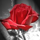 Redrose