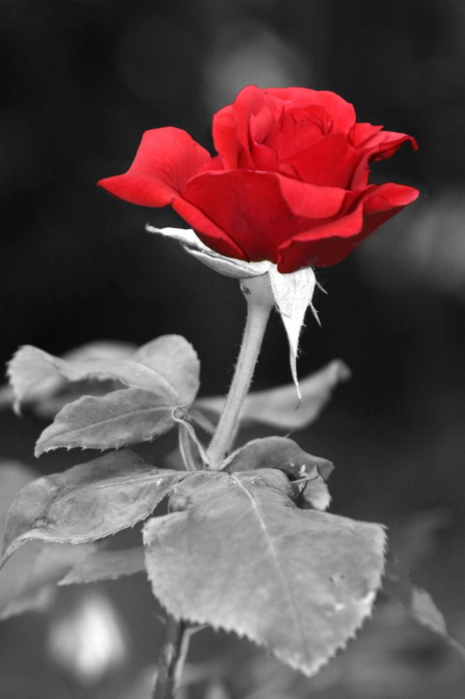 RedRose