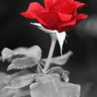 RedRose