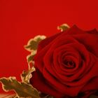 Red_Rose