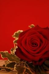 Red_Rose