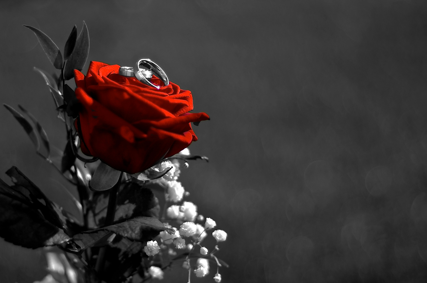 RedRose