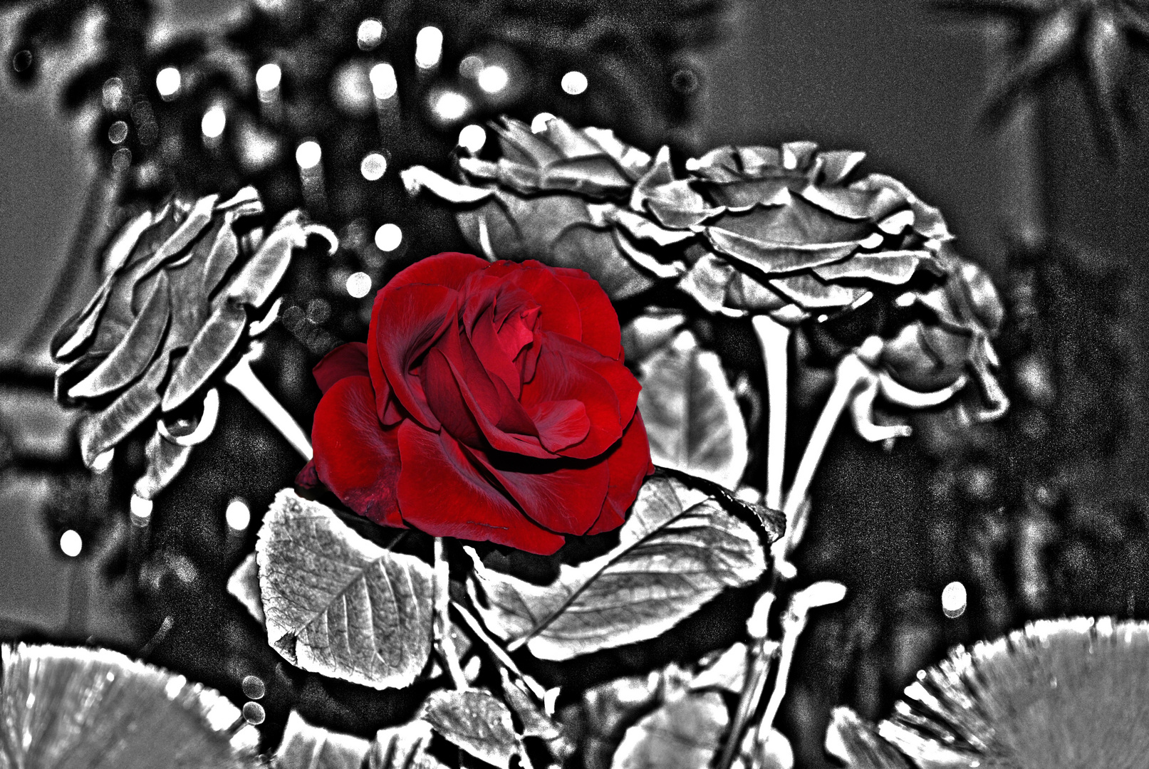 RedRose