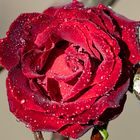 RedRose 