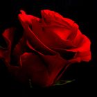 red_rose