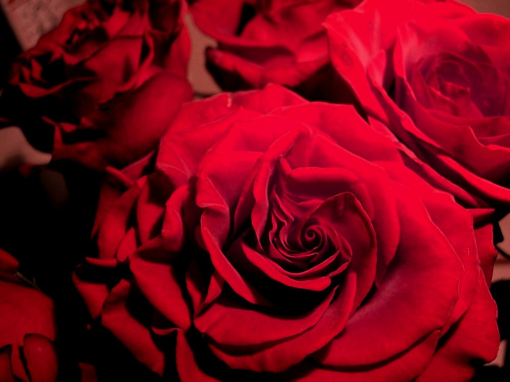 redroses